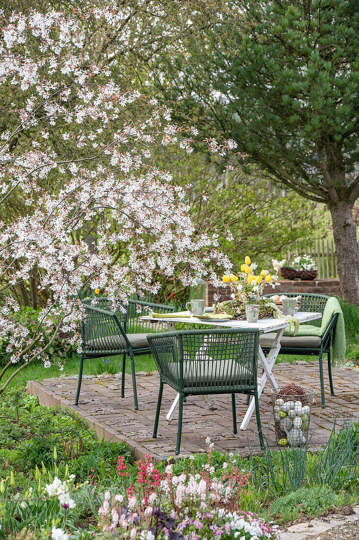 Flowering rock pear next to table set for Easter breakfast in the garden with Easter eggs and bouquet of tulips