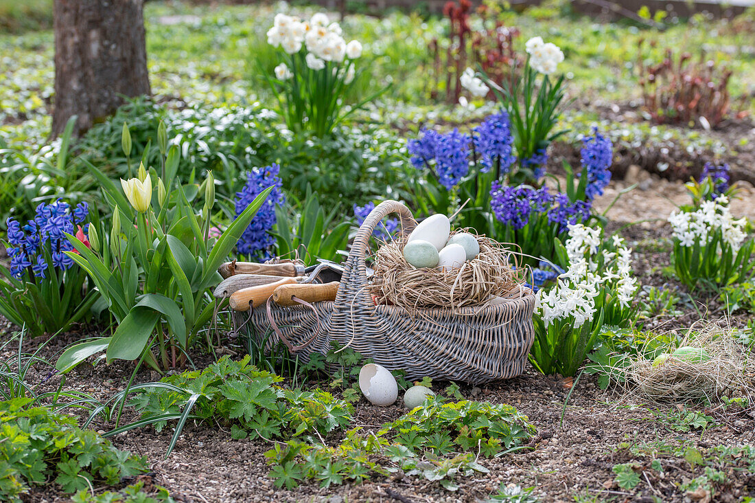 Easter nest with eggs on straw and tools in wicker basket in flower bed with daffodils, tulips and hyacinths