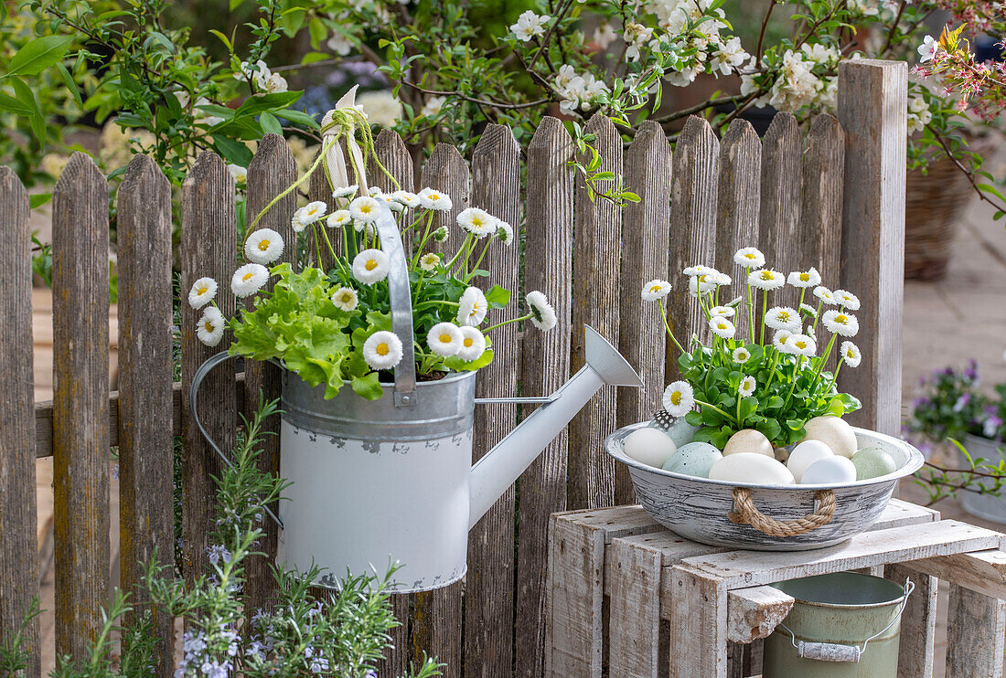 Daisies and lettuce planted in old watering can, hanging on garden fence, Easter eggs with bellis in vintage bowl