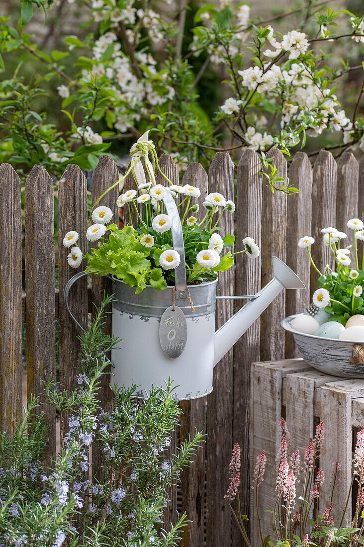 Daisies and lettuce planted in old watering can, hanging on garden fence, Easter eggs with flowers in vintage bowl