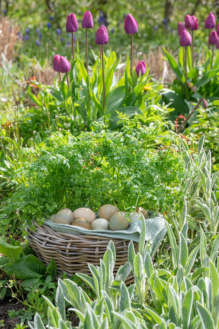 Picknickkorb mit Eiern im Kräuterbeet vor Tulpen (Tulipa)