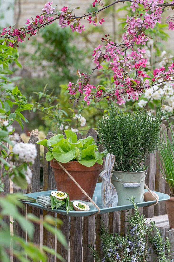 Lettuce and rosemary in pots, sliced hard-boiled egg with herbs and rabbit figure on tray hanging on fence in front of flowering branches