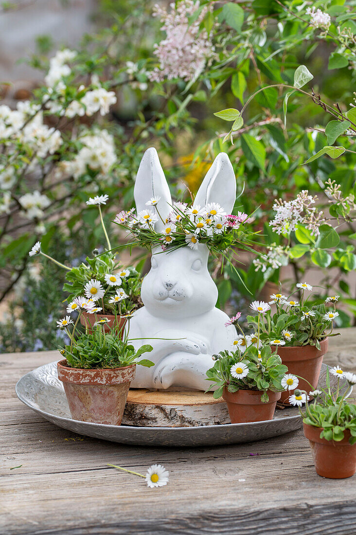 Gänseblümchen (Bellis)  in kleinen Blumentöpfen, Hühnereier und Osterhasenfigur mit Blumenkranz auf silbernem Teller