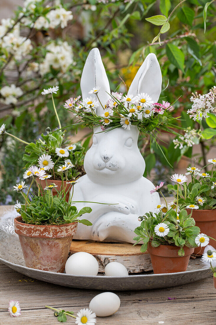 Daisies (Bellis) in small flower pots, hen's eggs and Easter bunny figurine with flower wreath on silver plate