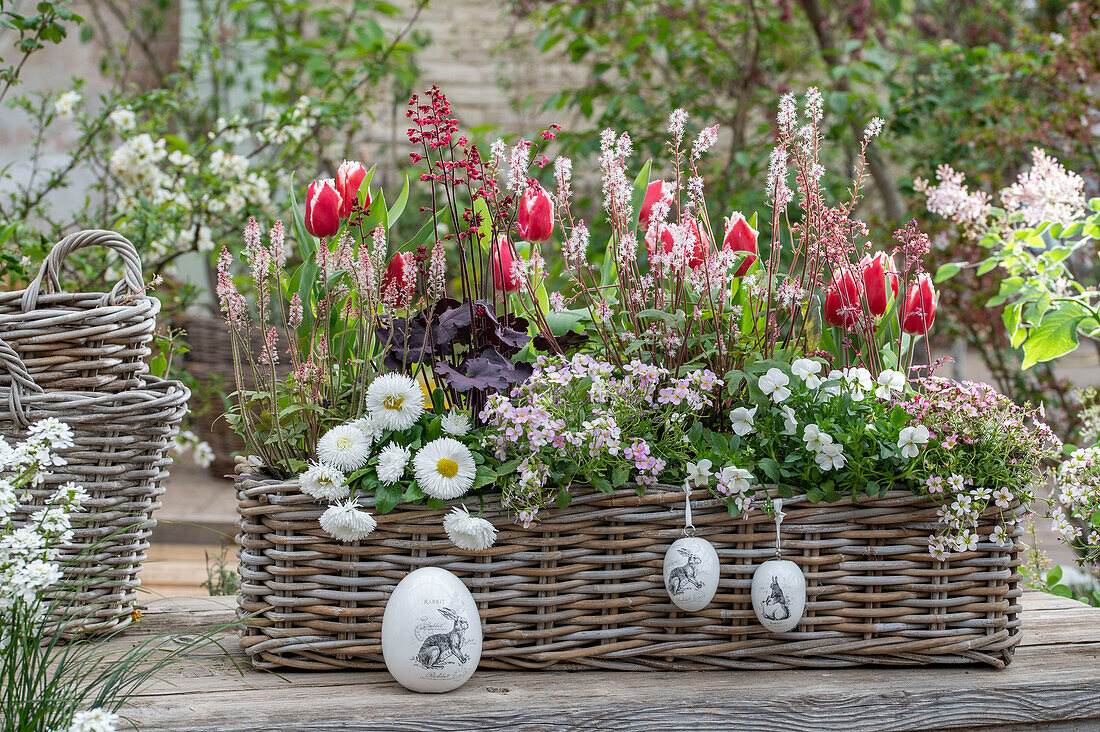 Tulip 'Canasta', horned violet, daisy 'Pink Gem', foam flower 'Pink Torch', daisy and purple bellflower 'Black Forest Cake' in flower box with Easter eggs