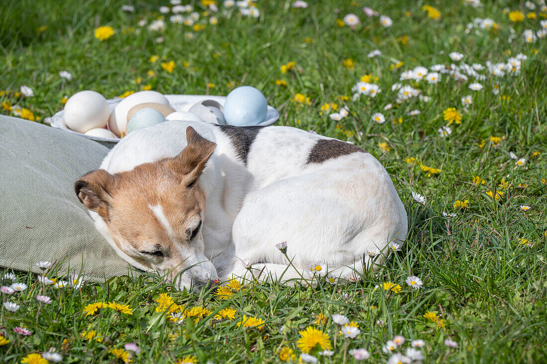 Hund schläft auf Blumenwiese neben Picknickkorb mit gefärbten Ostereiern