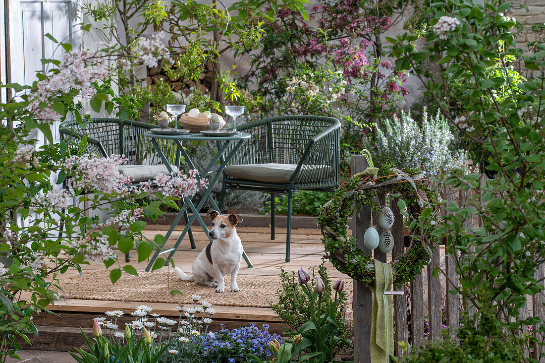 Zwergflieder 'Palibin', Blutpflaume 'Nigra', Tulpen, Marokkomagerite im Beet, gedeckter Frühstückstisch  mit Eiern auf der Terrasse, Osterkranz und Hund