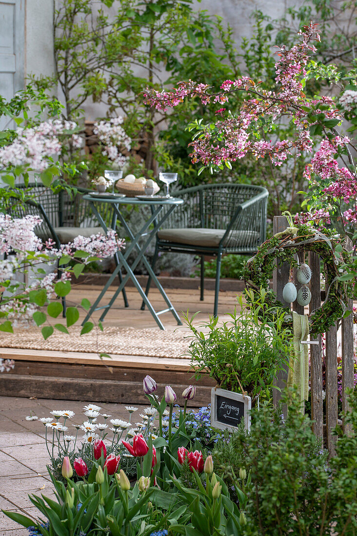 Dwarf lilac 'Palibin', blood plum 'Nigra', tulips, morocco daisies, forget-me-nots and herbs in the garden, Easter wreath on the fence, laid table on the patio