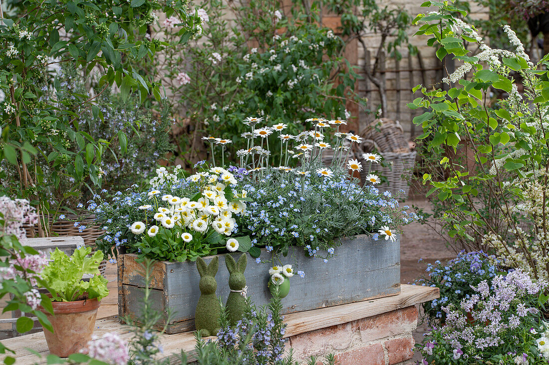 Blumenkasten mit Vergißmeinnicht, Gänseblümchen, Margerite 'African Spring', Primeln, Pflücksalat und Hasenfiguren auf Mauer im Garten