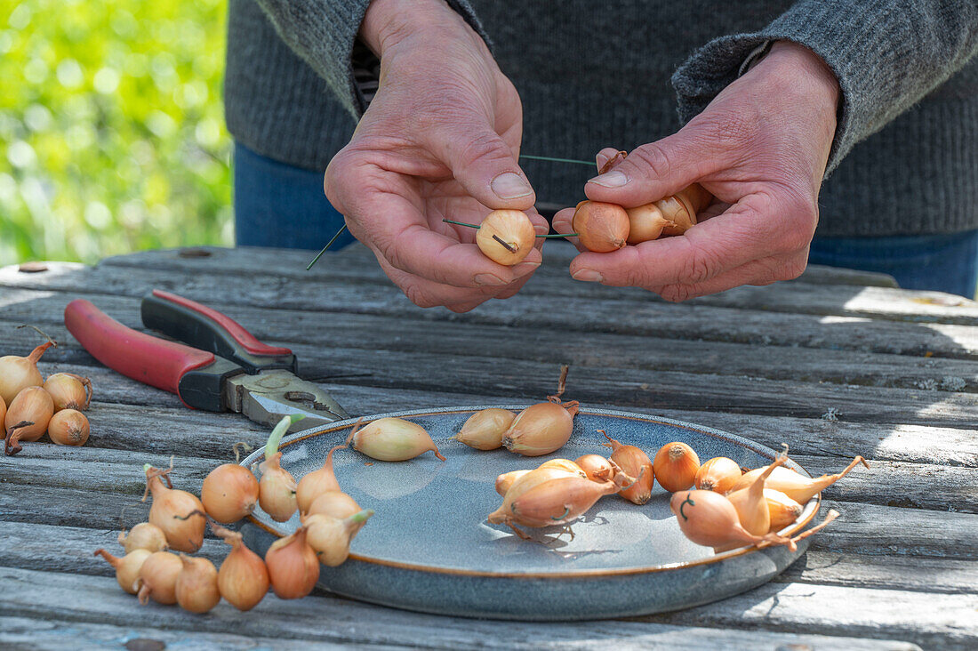 threading onions on wire to make a wreath on garden table