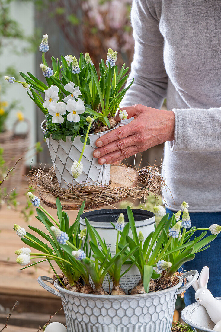 Traubenhyazinthe (Muscari) 'Mountain Lady', 'White Magic', im Topf