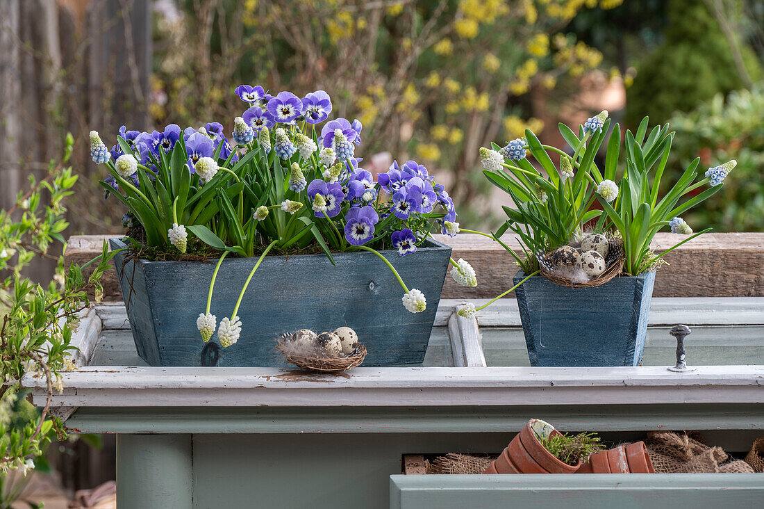 Traubenhyazinthen 'Mountain Lady', 'Alba' (Muscari), und Hornveilchen in Blumenkasten auf der Terrasse mit Wachteleiern und Federn