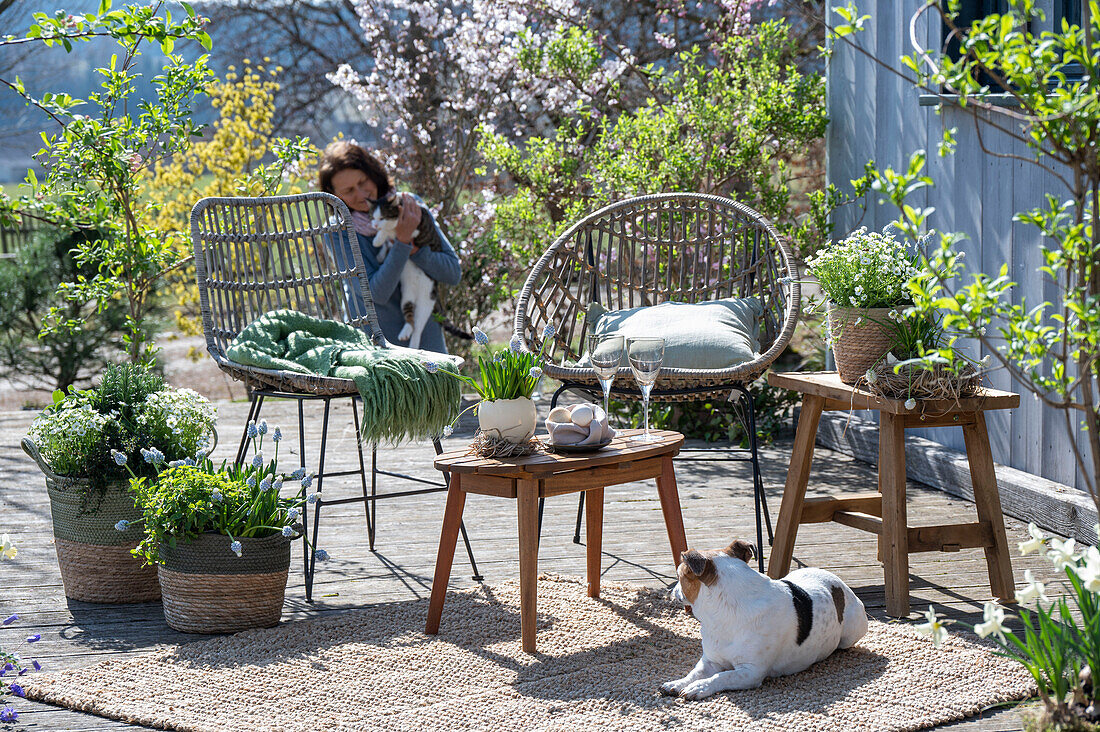 Traubenhyazinthe 'Mountain 'Lady', Rosmarin, Thymian, Oregano, Steinbrech in Pflanztöpfen, Frau mit Katze auf der Terrasse hinter Sitzplatz und Hund