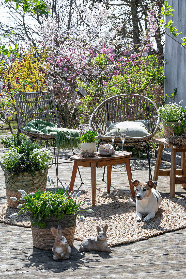 Grape hyacinth 'Mountain 'Lady', rosemary, thyme, oregano, saxifrage in plant pots on the patio with seating area, dog and Easter bunny figures