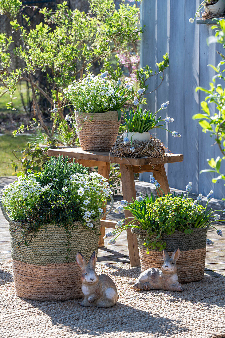 Grape hyacinth 'Mountain 'Lady', rosemary, thyme, oregano, saxifrage in plant pots with bunny figures on the patio