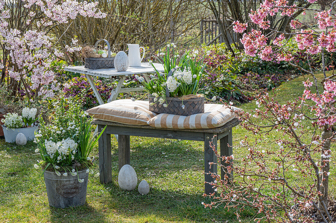 Hyacinths (Hyacinthus), marigolds, grape hyacinths (Muscari) in pots and Easter eggs in the garden in front of flowering shrubs with black cherry plum and garden table