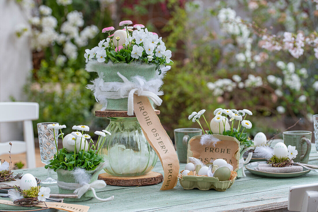 Horned violets (Viola Cornuta) and daisies (Bellis) in pots with Easter eggs and feathers on an Easter table setting