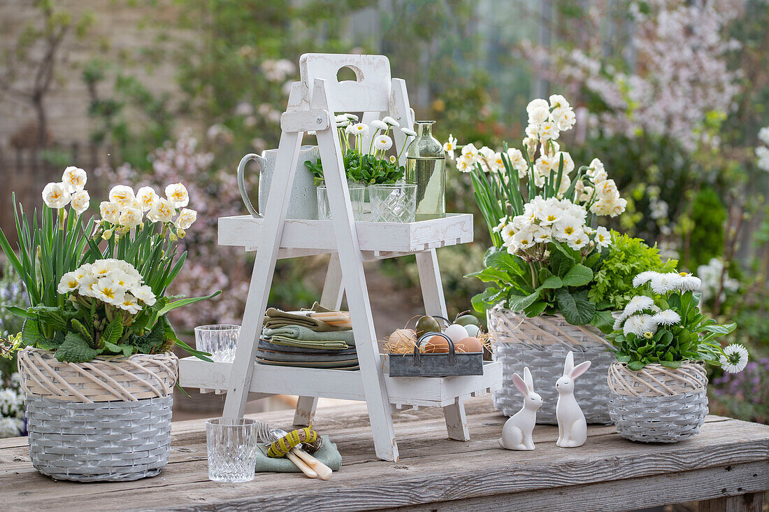 Daffodil 'Bridal Crown', daisies (Bellis) and primroses (Primula) in pots on an etagere with colored Easter eggs on metal tray, bunny figures