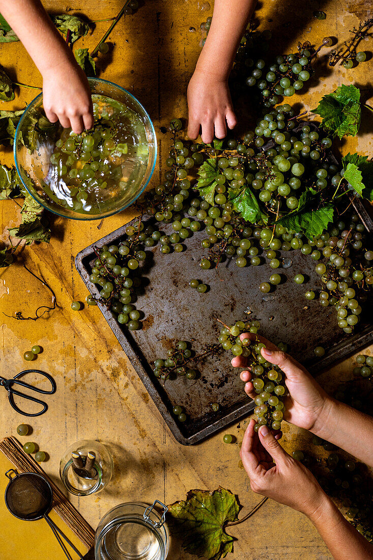 Sorting and washing freshly harvested green grapes