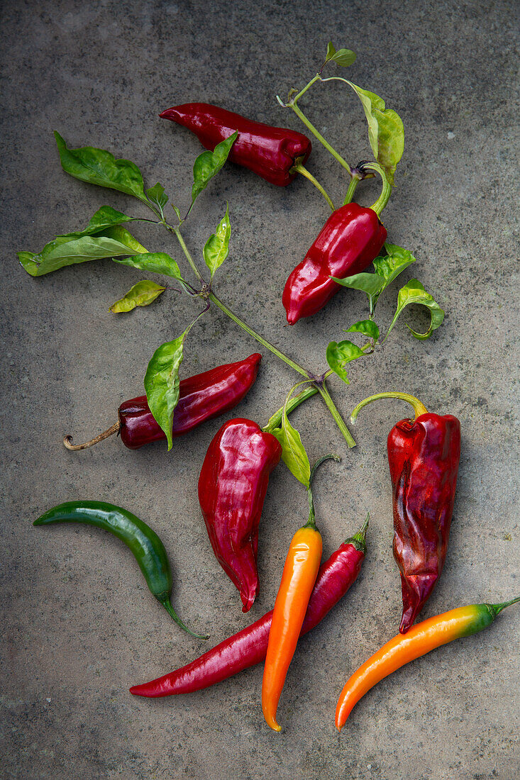 Chilis in verschiedenen Farben und Blätter