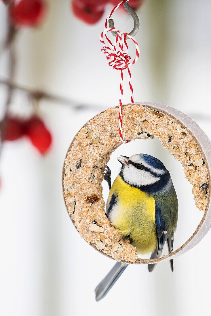 Blue tit at the feeder