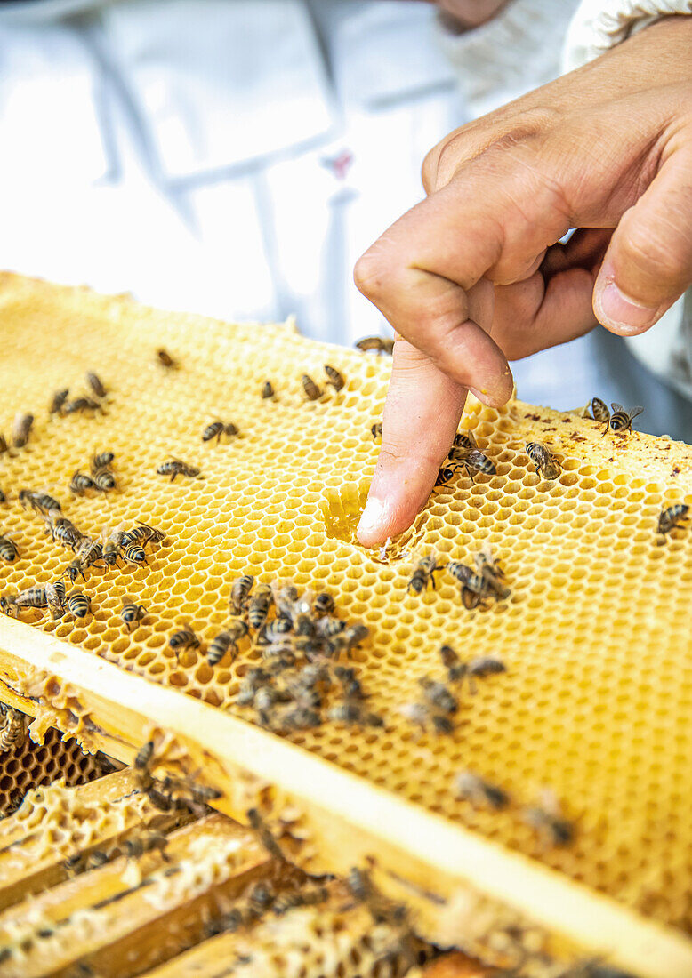 Imker prüft Bienenwaben