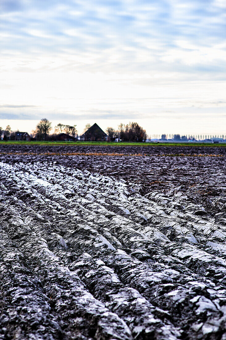 Potato field in the Netherlands