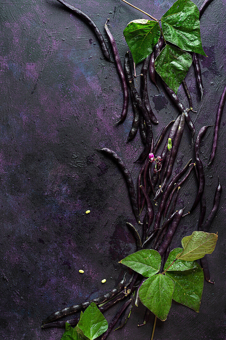 Frisch geerntete lila-grüne Bohnen mit Blättern