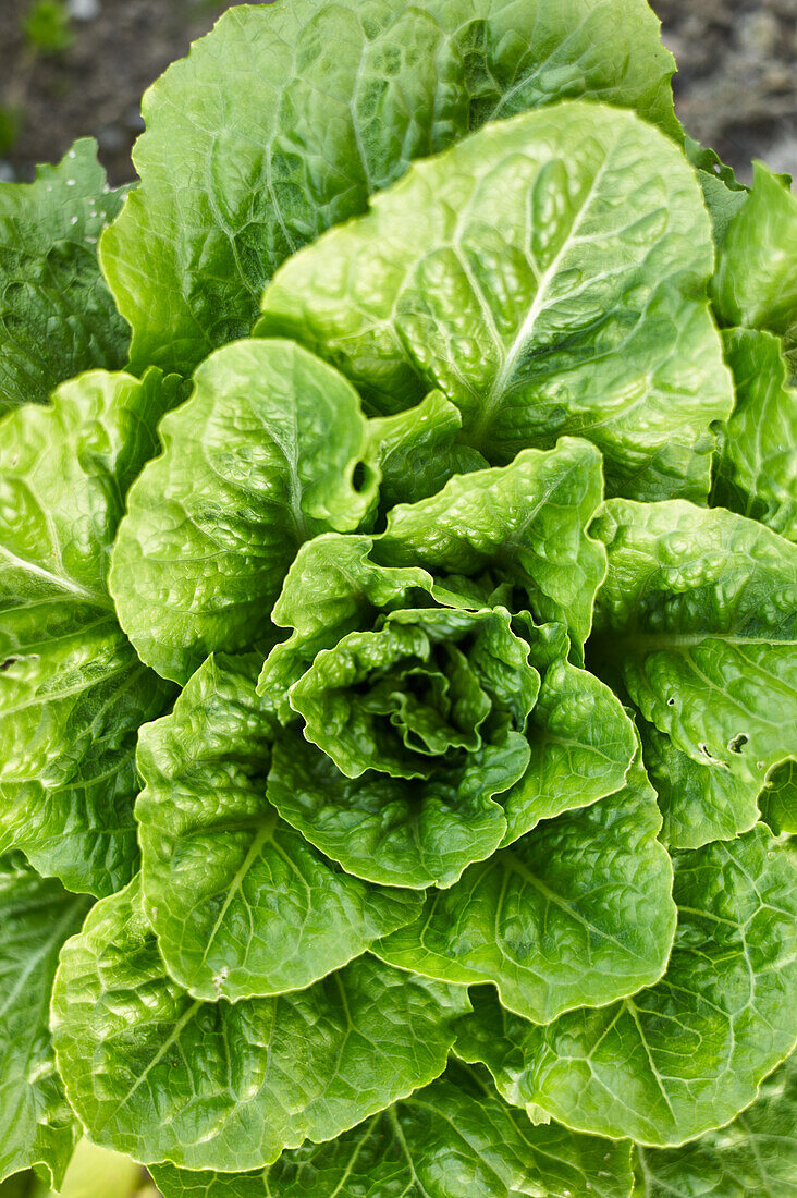 Romaine lettuce from the field