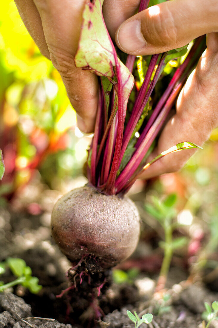 Harvesting beetroot