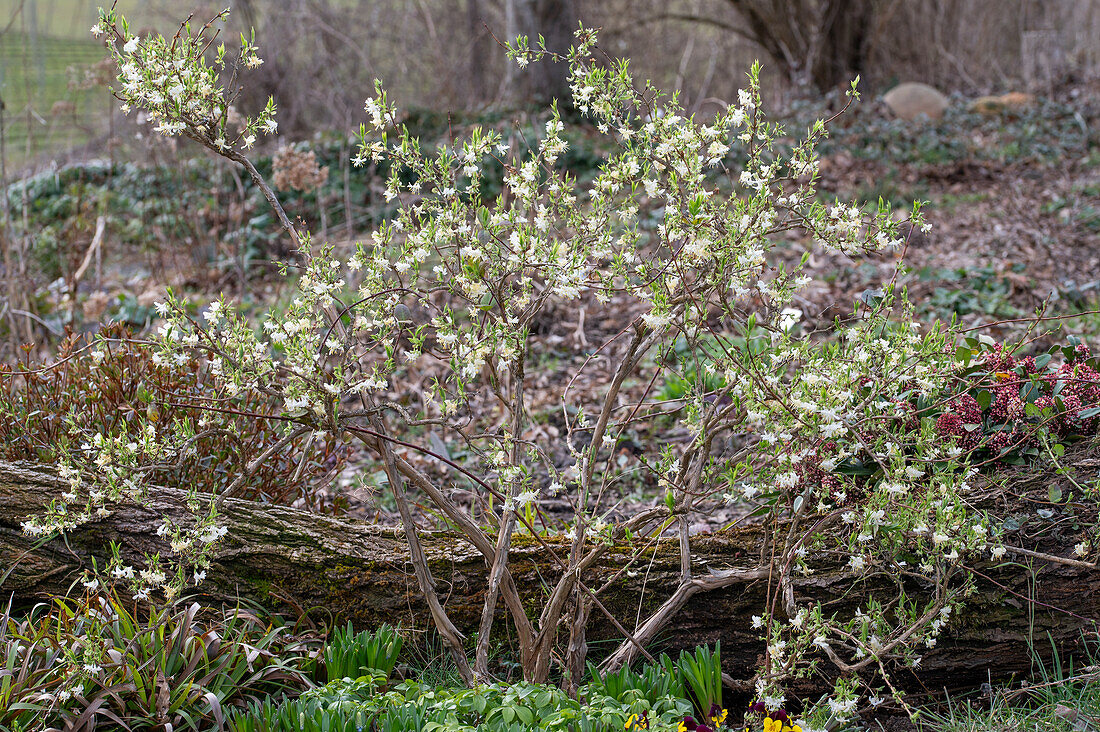 Winterheckenkirsche (Lonicera purpusii) im natürlichen Garten mit Baumstumpf
