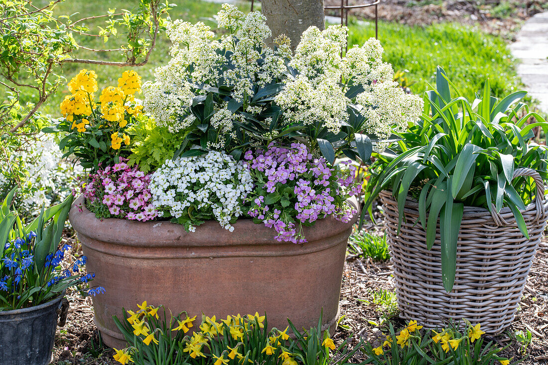 Bepflanzter Terrakottatopf mit Frühlingsblumen im Garten - Skimmie 'Finchy', Goldlack 'Winter Power', Mutterkraut 'Aureum', Steinbrech, Gänsekresse 'Alabaster'