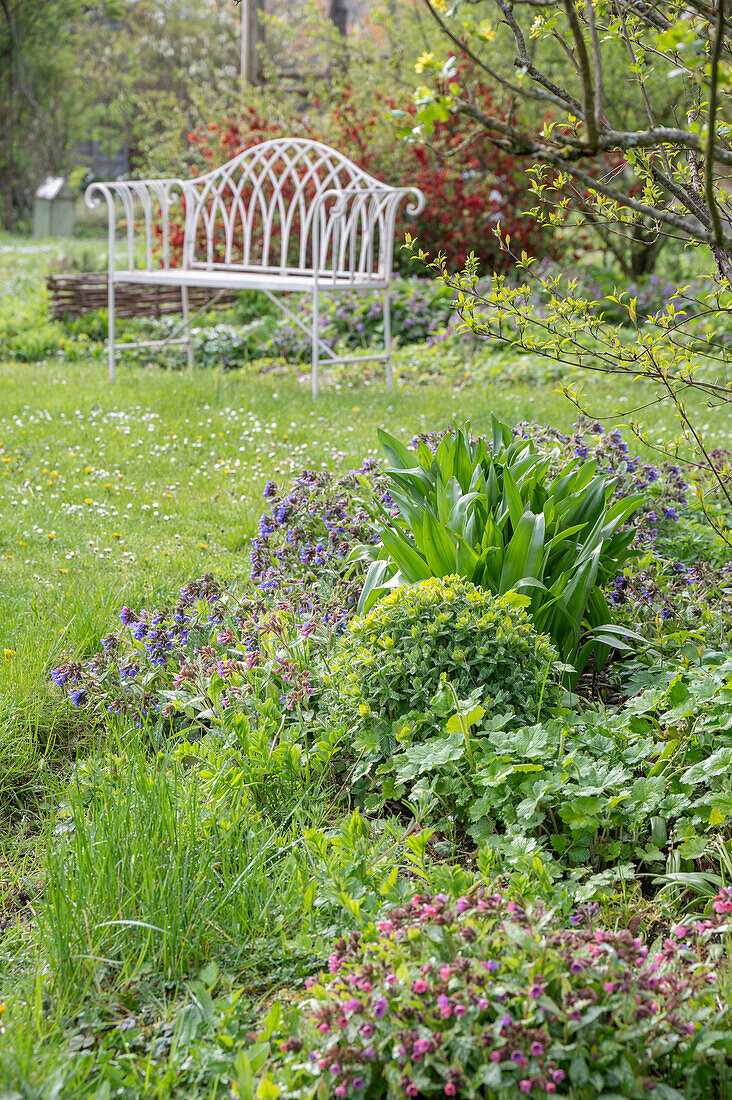 Lungwort (Pulmonaria) and cushion spurge (Euphorbia polychroma) in a garden bed in front of the garden bench