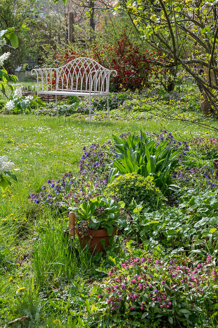 Lungenkraut (Pulmonaria) und Wolfsmilch (Euphorbia polychroma) im Beet vor Gartenbank