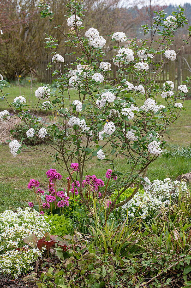 Spring garden view - Easter snowball 'Anne Russell', woodrush, bergenia 'Abendkristall', ribbon flower 'Candy Ice', daisy 'Alabaster'