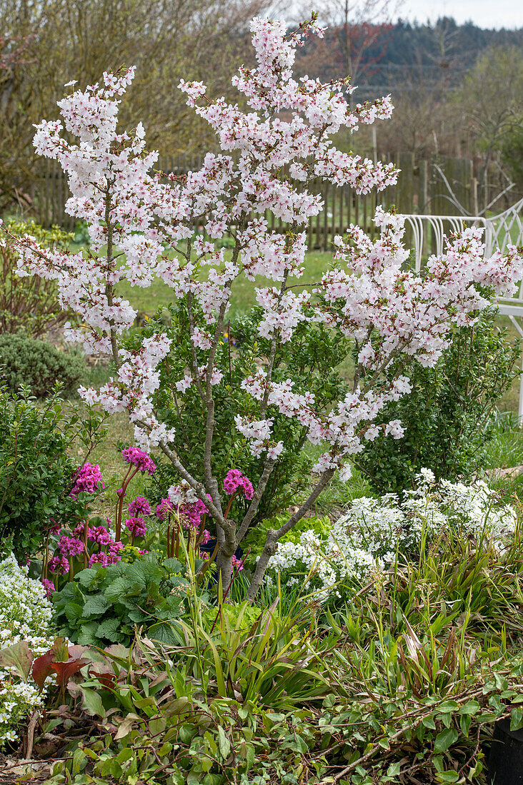 Blühender Zierkirschbaum (Märzkirsche) im Frühlingsgarten umgeben von Stauden - Waldsimse, Bergenie 'Abendkristall', Schleifenblume 'Candy Ice', Gänsekresse 'Alabaster', Wolfsmilch 'Athene', Knoblauchsrauke