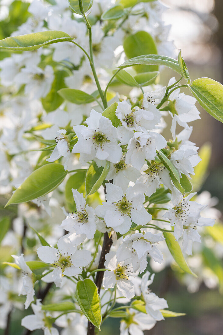 Blühende Nashibirne 'Hakko' im Frühjahr