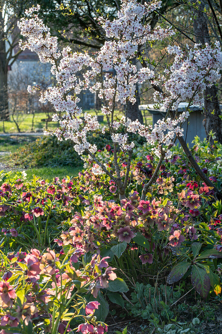 Blühender Zierkirschbaum (Märzkirsche) mit Lenzrosen im Frühlingsgarten