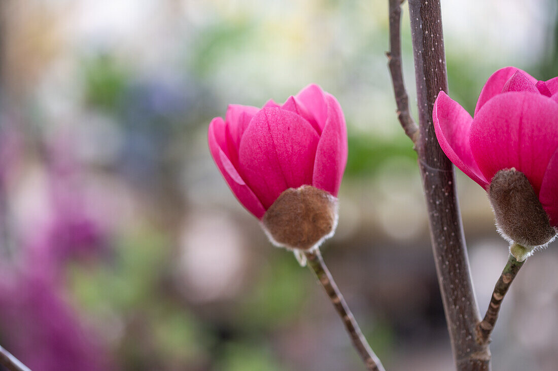 Tulip magnolia (Magnolia Soulangeana) 'Black Tulip', portrait