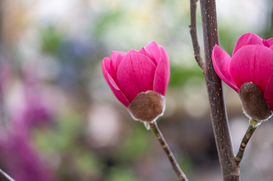 Tulpenmagnolie (Magnolia Soulangeana) 'Black Tulip', Portrait