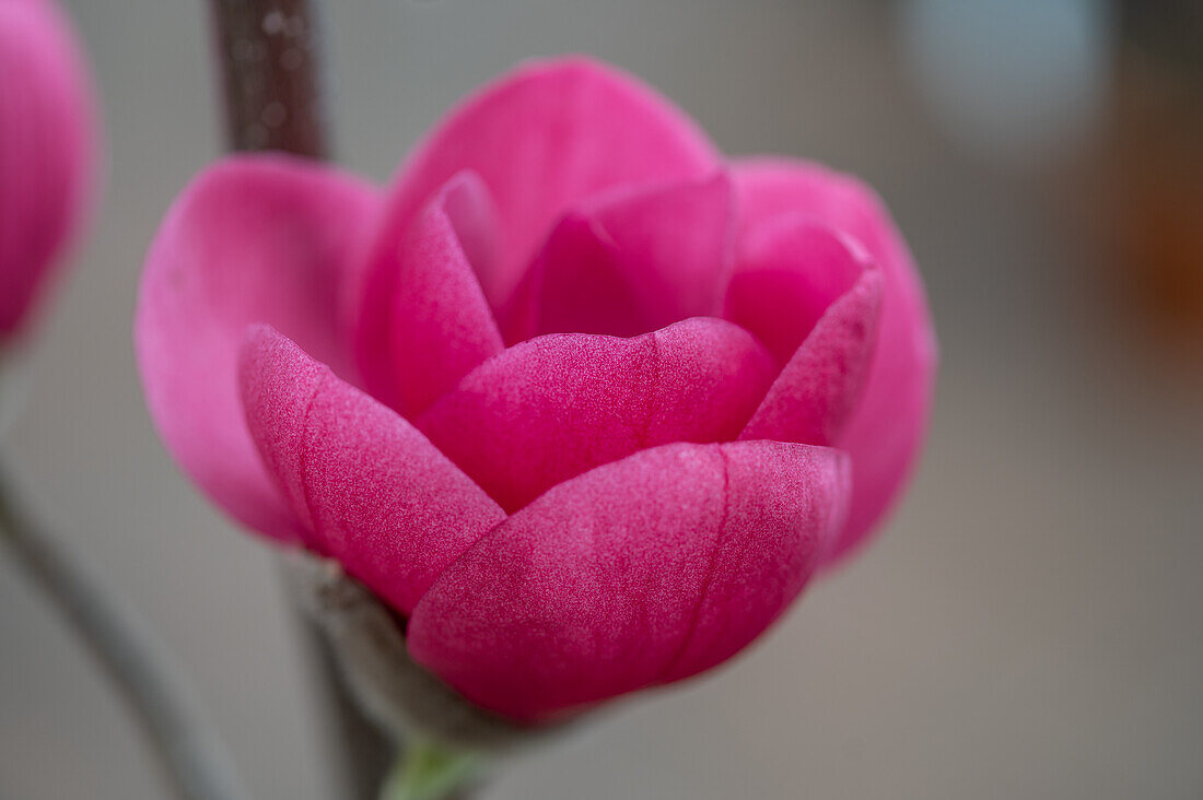 Tulip magnolia (Magnolia Soulangeana) 'Black Tulip', portrait