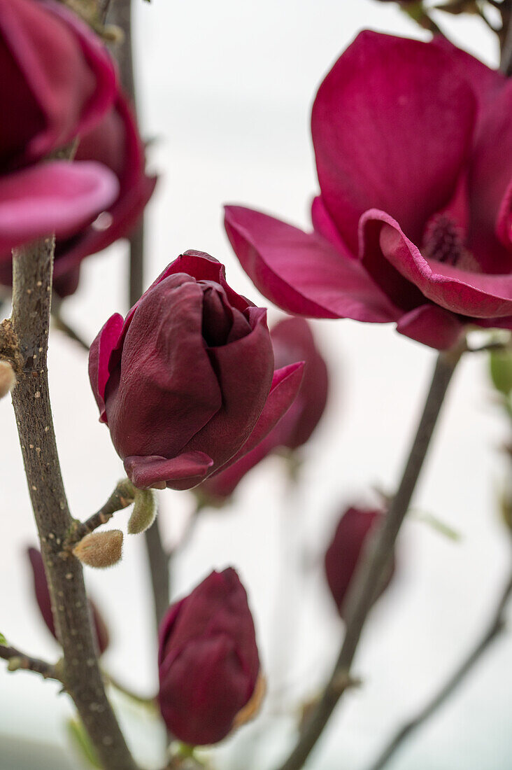 Tulip magnolia 'Genie' (Magnolia Soulangeana), flower portrait