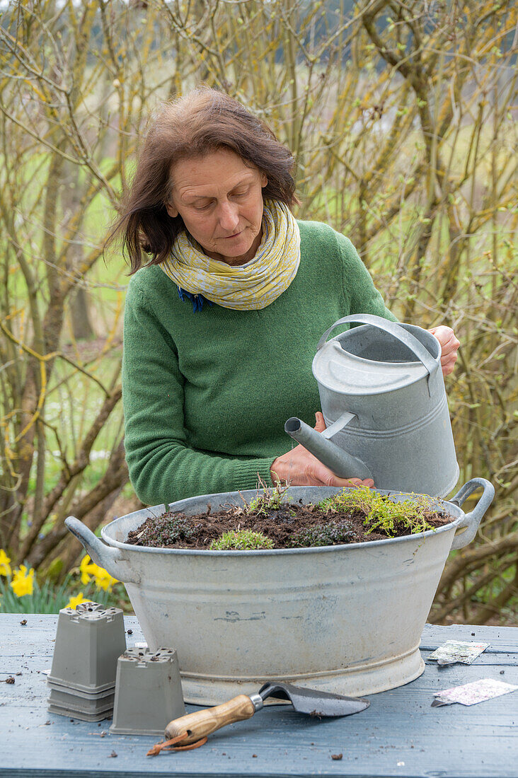 Planting a zinc tub with thyme 'Coccineus', cushion soapwort and viper's bugloss (Echium)