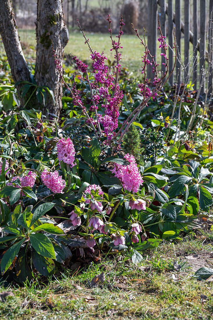 Flower bed, Chinese Judas tree 'Avondale' (Cercis), Lenten roses 'Winter Angels' (Helleborus), hyacinths (Hyacinthus)