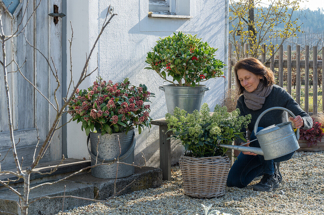 Japanische Skimmien 'Rubella', 'Pabella', 'Finchy' in Töpfen auf der Terrasse, Immergrüne Pflanzen auch im Winter gießen