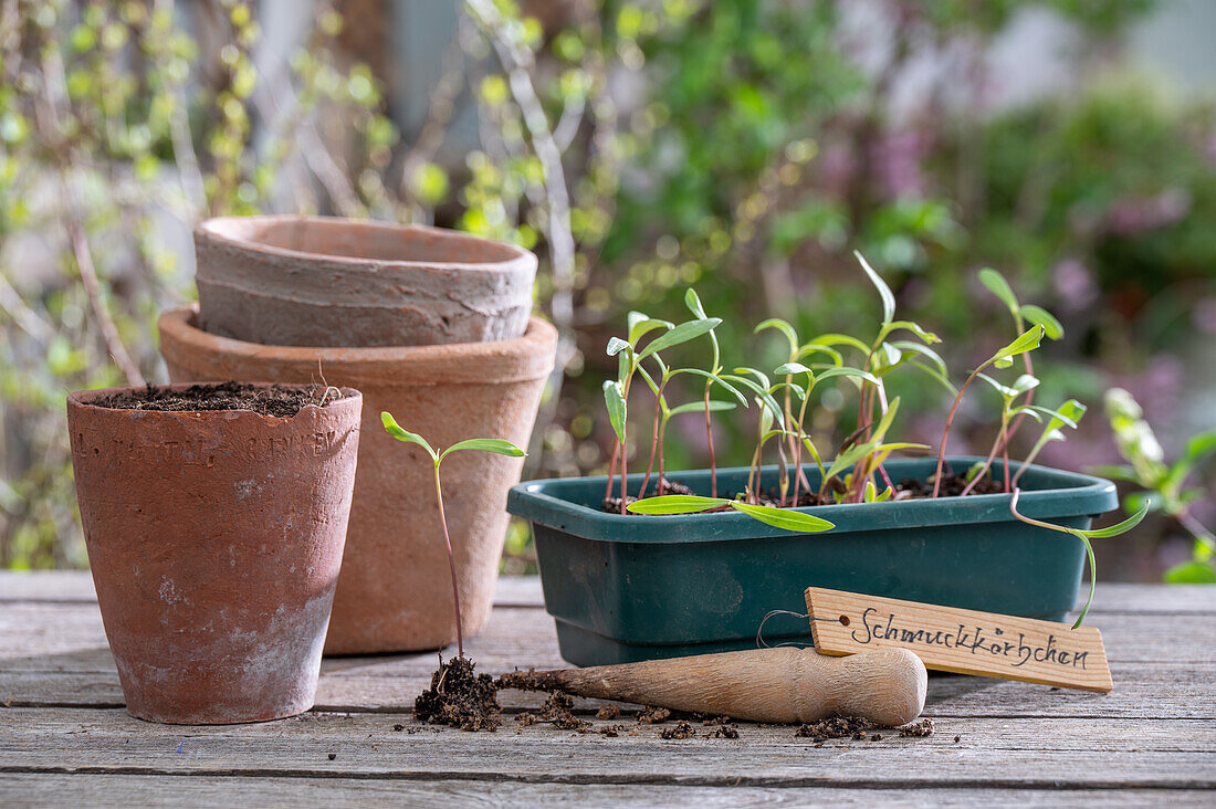 Young plants, ornamental basket (cosmea) young shoots in flower box