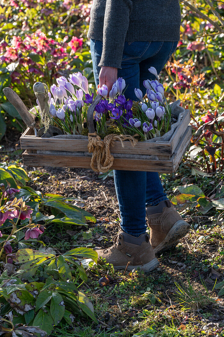 Woman carrying box with crocus seedlings (crocus) for planting