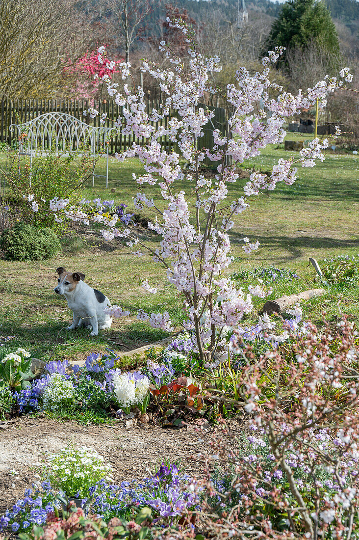 Flowering ornamental cherry 'Accolade' (Prunus subhirtella) in the flower bed and dog in the garden