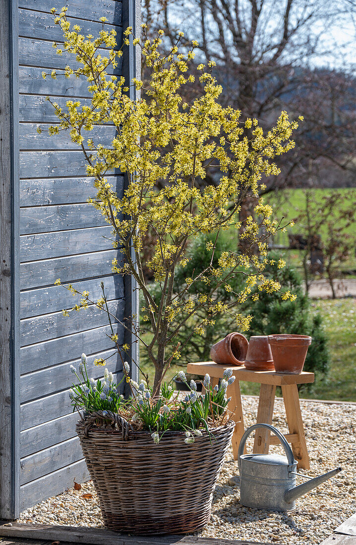 Flowering cornelian cherry 'Jolico' (Cornus Mas) in wicker basket on gravel terrace