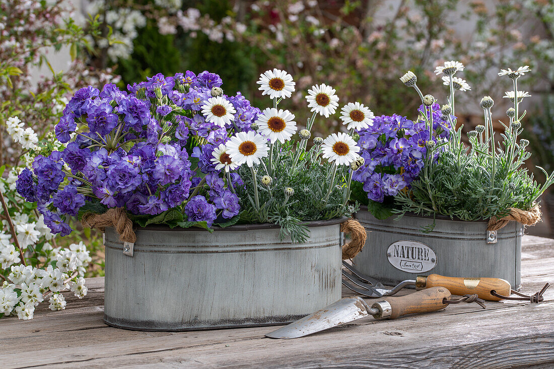 Marokko Margerite (Leucanthemum) und lila Primeln in Zinkwannen auf der Terrasse